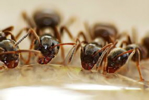 Ameisenbekämpfung Hamburg